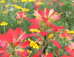 Watch For Wildflower Blooms
Garden Design
Calimesa, CA