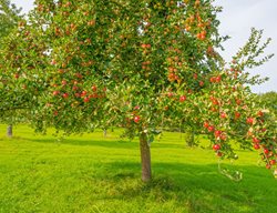 Water Fruit Trees Regularly
Garden Design
Calimesa, CA