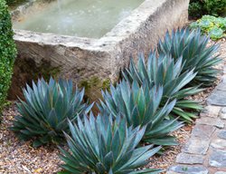 Water Trough, Antique Fountain
Scott Shrader
West Hollywood, CA
