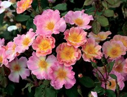 Watercolors Home Run Rose, Shrub Rose
Weeks Roses
Wasco, CA