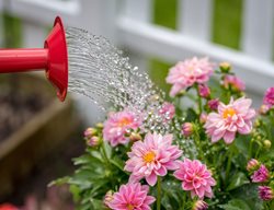 Watering Can, Pink Dahlias
Shutterstock.com
New York, NY