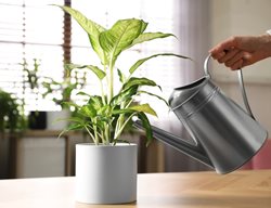 Watering Houseplant, Watering A Dieffenbachia
Shutterstock.com
New York, NY