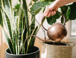 Watering Houseplants, Sansevieria
Shutterstock.com
New York, NY