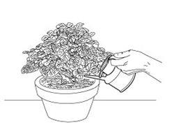 Watering, Plant, Drawing
Garden Design
Calimesa, CA