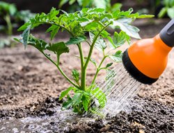 Watering Tomato Plant
Shutterstock.com
New York, NY