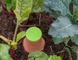 Watering Vessel, Olla, Growoya, Terracotta
GrowOya
Vancouver, BC