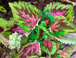 Watermelon Coleus, Pink And Green Foliage, Solenostemon Scutellarioides
Shutterstock.com
New York, NY