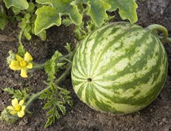 Watermelon, Growing Watermelon, Watermelon On The Vine
Shutterstock.com
New York, NY