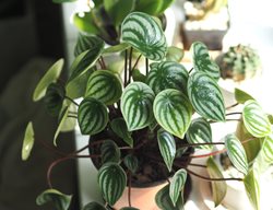 Watermelon Peperomia, Peperomia Argyreia
Shutterstock.com
New York, NY