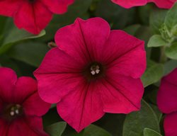 Wave Petunia, Carmine Velour
All-America Selections
Downers Grove, IL