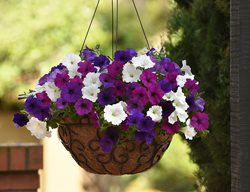 Wave Petunias, Hanging Basket
Ball Horticultural Company
Chicago, IL