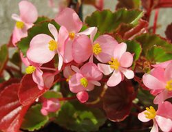 Wax Begonias, Begonia Semperflorens
Pixabay

