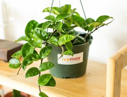 Wax Plant, Hoya Carnosa
Ivy May
Escondido, CA