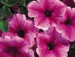 Way Hot
Proven Winners
Sycamore, IL