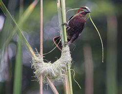 Weaver Bird Begining The Nest
Garden Design
Calimesa, CA