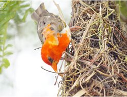 Weaver Bird
Garden Design
Calimesa, CA