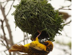 Weaver Bird In Salem
Garden Design
Calimesa, CA