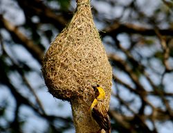 Weaver Bird In Uda Walawe
Garden Design
Calimesa, CA