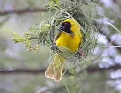 Weaver Bird In Uda Walawe
Garden Design
Calimesa, CA