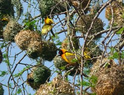 Weaver Birds 
Garden Design
Calimesa, CA