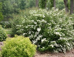 Wedding Cake Spirea, Spiraea Nipponica, Flowering Shrub
Proven Winners
Sycamore, IL