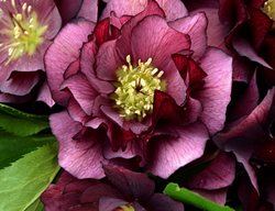 Wedding Party True Love Hellebore, Purple Flower, Shade Flower
Proven Winners
Sycamore, IL