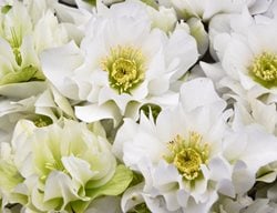 Wedding Party Wedding Bells Hellebore, White Flower, Hellebore
Proven Winners
Sycamore, IL