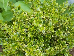Wedding Ring Boxwood, Evergreen Shrub, Buxus Microphylla
Proven Winners
Sycamore, IL