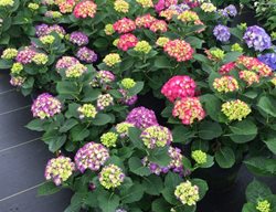 Wee Bit Giddy Hydrangea, Hydrangea Macrophylla
Proven Winners
Sycamore, IL