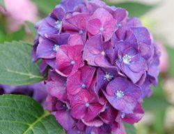Wee Bit Grumpy Hydrangea, Bigleaf Hydrangea
Proven Winners
Sycamore, IL