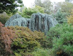 Weeping Blue Atlas Cedar, Cedrus Atlantica 'glauca Pendula'
Garden Design
Calimesa, CA