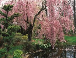 Weeping Cherry, Prunussubhirtella
Garden Design
Calimesa, CA