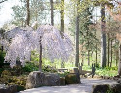 Weeping Cherry Tree, Prunus Pendulata, Pendula Rosea
Millette Photomedia
