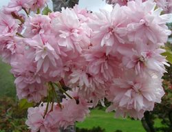Weeping Extraordinaire Flowering Cherry Tree, Weeping Cherry, Prunus X Extrazam
Proven Winners
Sycamore, IL