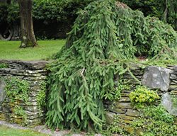 Weeping Norway Spruce, Picea Abies 'pendula'
Garden Design
Calimesa, CA