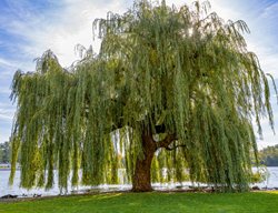 Weeping Willow, Salix Babylonica
Shutterstock.com
New York, NY
