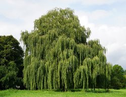 Weeping Willow Tree, Salix Babylonica
Shutterstock.com
New York, NY