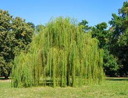 Weeping Willow Tree, Salix Babylonica
Shutterstock.com
New York, NY
