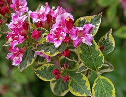 Weigela Florida, Flowering Shrub
Creative Commons
