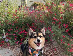 Wesley And Flowers
Garden Design
Calimesa, CA
