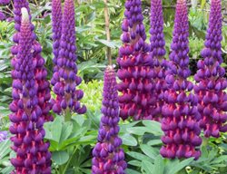 West Country Masterpiece Lupine, Purple Lupine Flower
Proven Winners
Sycamore, IL
