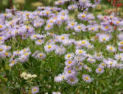 Western Aster, Symphyotrichum Ascendens, Purple Flower
Shutterstock.com
New York, NY