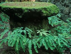 Western Maidenhair Fern.
Garden Design
Calimesa, CA