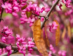 Western Redbud Seedpod
Shutterstock.com
New York, NY