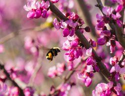 Western Redbud With Bee
Shutterstock.com
New York, NY