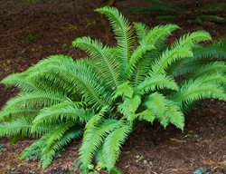 Western Sword Fern, Polystichum Munitum
Shutterstock.com
New York, NY