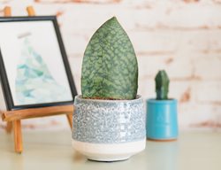Whale Fin Snake Plant, Dracaena Masoniana, Sansevieria Masoniana
Shutterstock.com
New York, NY