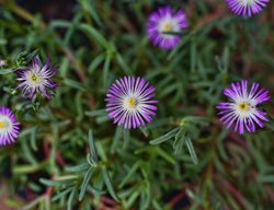 Wheels Of Wonder Violet Iceplant, Delosperma Cooperi
Shutterstock.com
New York, NY