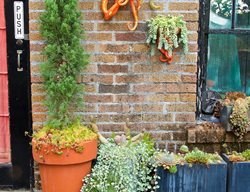 Whimsical Wall Planters, Wall Planters
Garden Design
Calimesa, CA