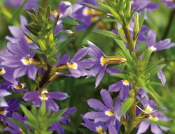 Whirlwind Blue Scaevola, Fan Flower, Blue-Purple Flower
Proven Winners
Sycamore, IL